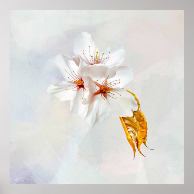 Poster Sakura - cereja japonesa floresce (Frente)