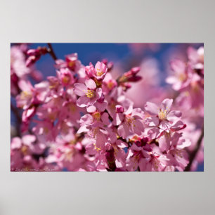Poster Sakura Cherry Blossoms Beijados Pela Luz Do Sol