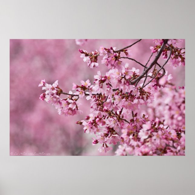 Poster Sakura Cherry Blossoms Pastel Pink Layers (Frente)