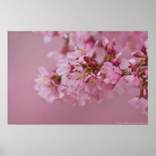 Poster Sakura Cherry Blossoms Rosa Pálido Reflexões