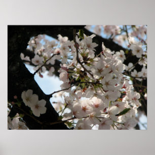 Poster Sakura (flor de cerejeira)