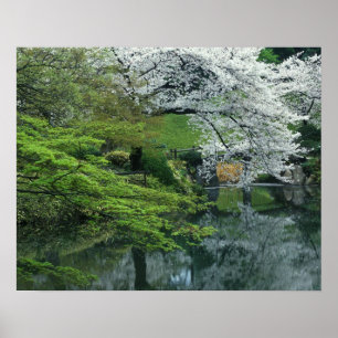 Pôster Sakura, Jardim Koishikawa Koraku-en, Tóquio,