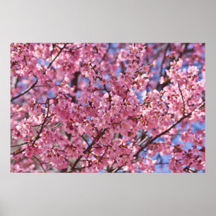 Poster Sakura Pink Chersom Sky