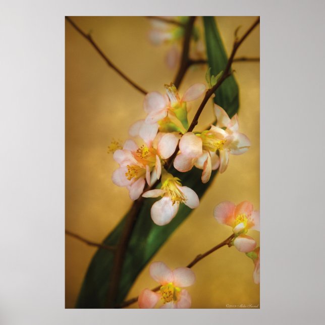 Pôster Sakura - Um toque de primavera (Frente)