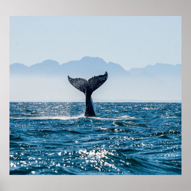 Poster Sala De Baleia: Água Dramática. (Frente)