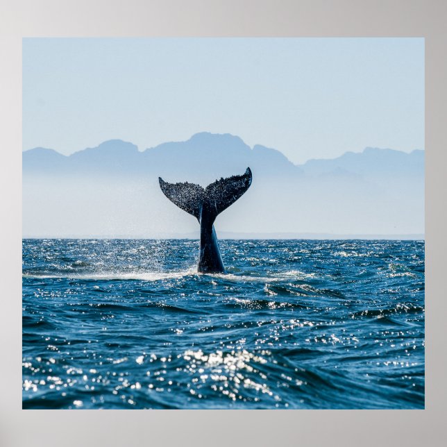 Poster Sala De Baleia: Água Dramática. (Frente)