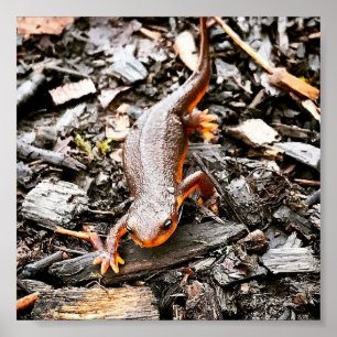 Poster Salamander in the Forest, Oregon