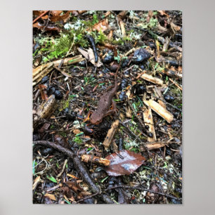 Poster Salamander in the Forest, Washington