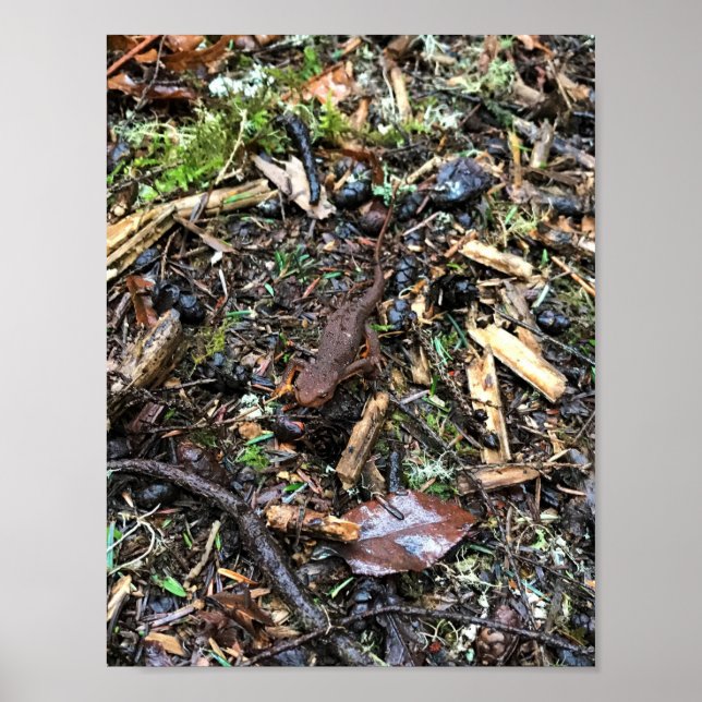 Poster Salamander in the Forest, Washington (Frente)