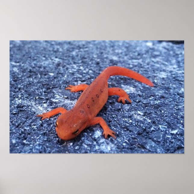 Poster Salamandra (Frente)
