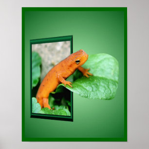 Pôster Salamandra De Eft Vermelho Laranja Fora Do Quadro