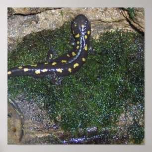 Poster Salamandra de mancha preta e amarela