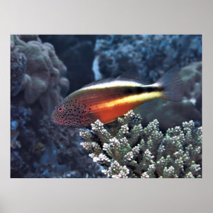 Poster Saldo