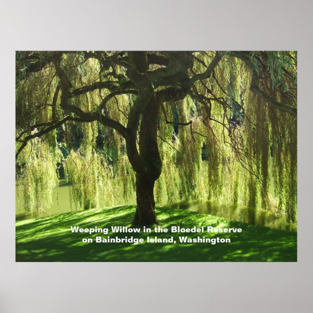Poster Salgueiro-Chorão Reserva Bloedel Ilha Bainbridge (Frente)