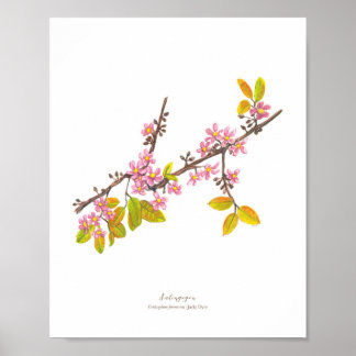 Poster Salingogão (Cratoxylum formosum) Ph Forest Blooms