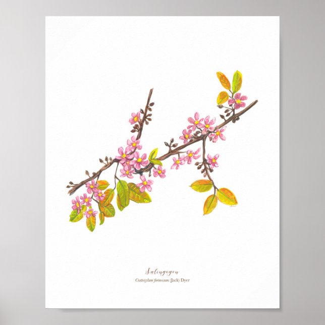 Poster Salingogão (Cratoxylum formosum) Ph Forest Blooms (Frente)