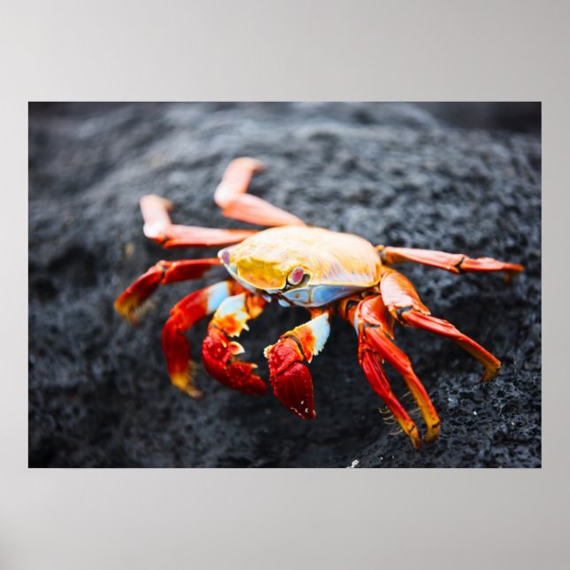 Pôster Sally lightfoot crab on a black lava rock (Frente)