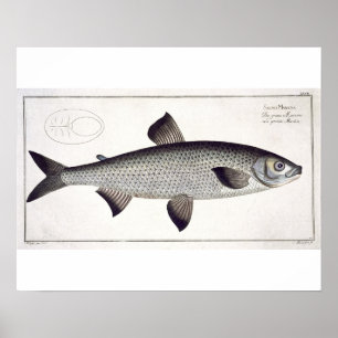 Pôster (Salmo Maraena) placa Salmon XXVII 'de Ichthyolo