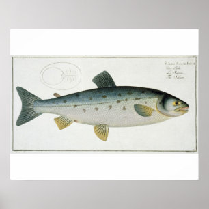 Poster (Salmo Salar) placa Salmon XX 'de Ichthyologie,