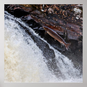 Pôster Salmo salmo-salmo-do-atlântico
