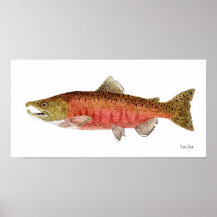 Poster Salmões de Chinook em Spawning o vestido