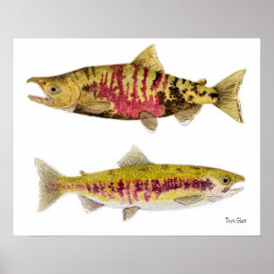 Poster Salmões do amigo