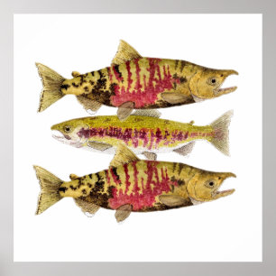 Poster Salmon da arte do amigo