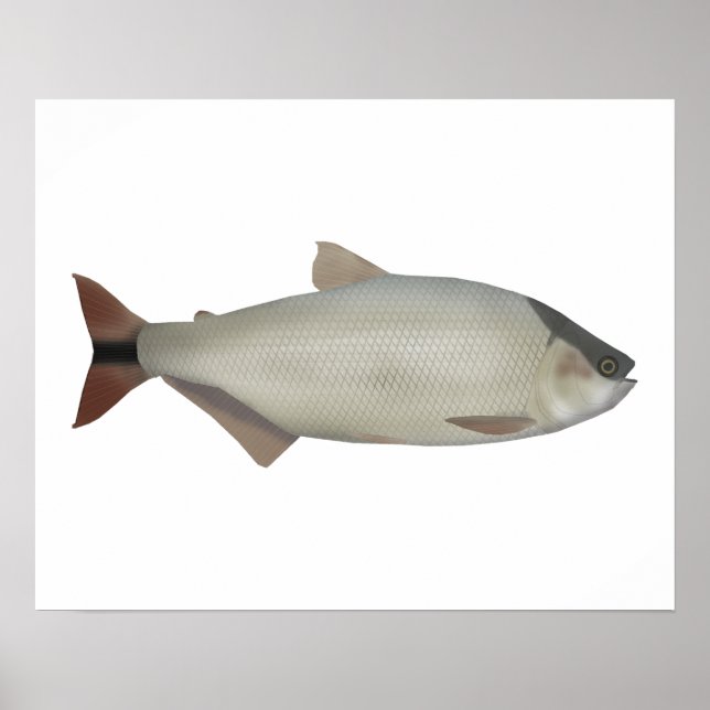 Poster Salmón de rio (Frente)