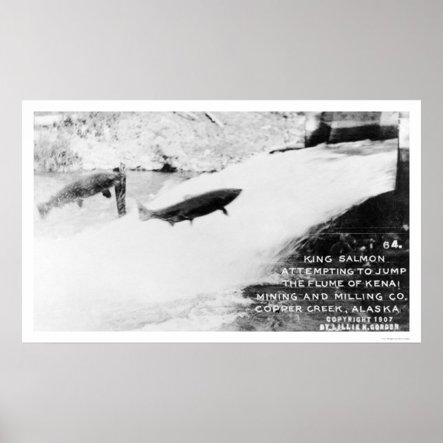 Poster Salmon Jumping Alaska 1907 (Frente)
