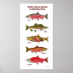 Poster Salmon pacífico da arte da espécie