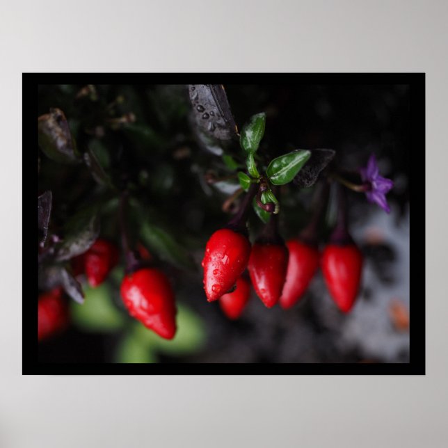 Pôster Salsa Chili Peppers Red Hot Garden (Frente)