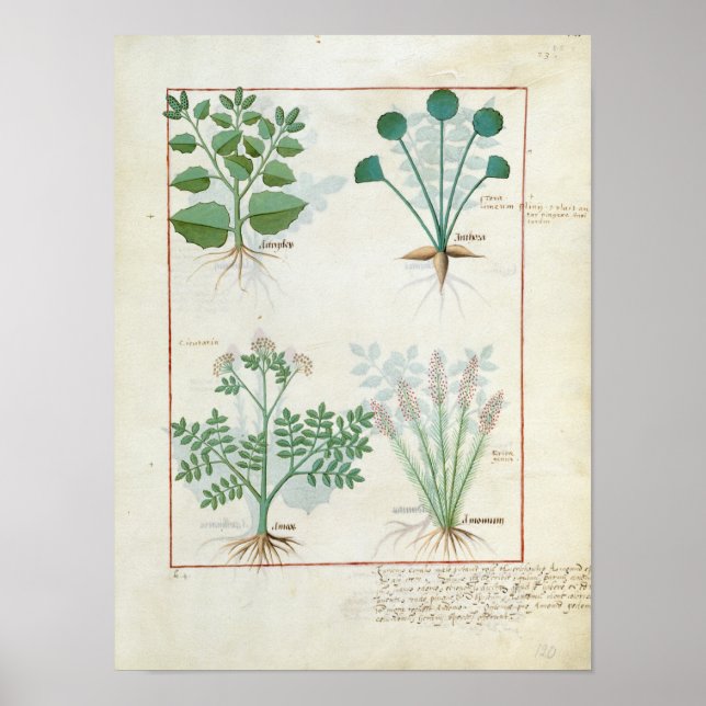 Poster Salt Bush e Anthora Absinthium e Cardamom (Frente)
