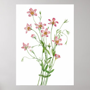 Poster Saltmarsh Rosegentian by Mary Vaux Walcott