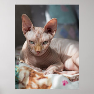 Poster Salto de Gato Bonito sem Peles