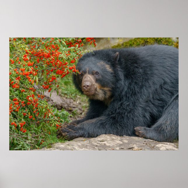 Poster Salto de Urso Espetacular por Berries Vermelhos (Frente)