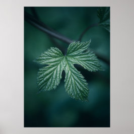 Poster Salto Humulus Foto da natureza Folha