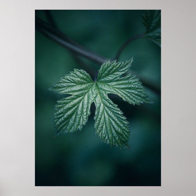 Poster Salto Humulus Foto da natureza Folha (Frente)