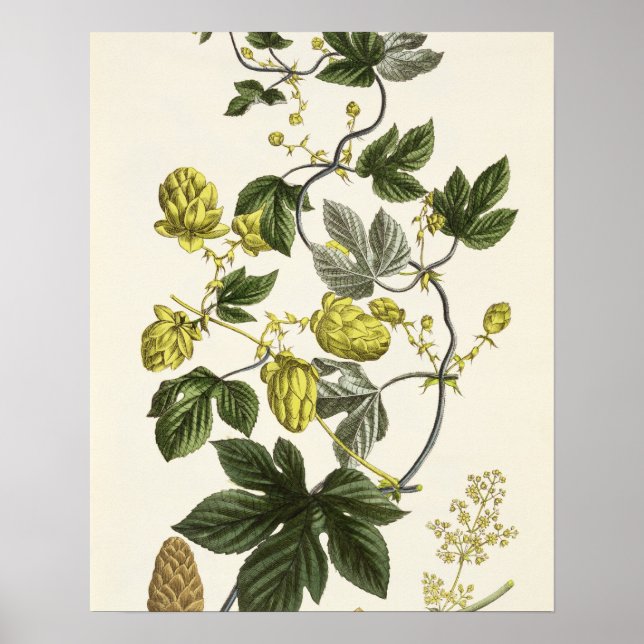 Poster Salto Vine, do 'Jovem Landsman', publicou Vie (Frente)