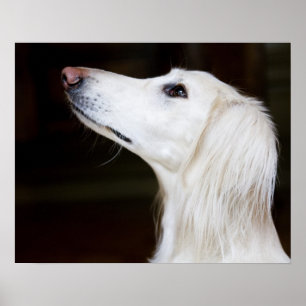 Pôster Saluki que olha acima