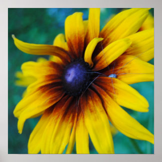 Pôster Salvando a Beleza