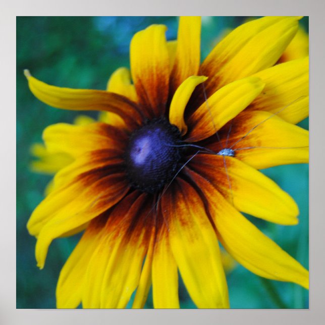 Pôster Salvando a Beleza (Frente)