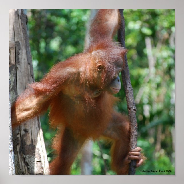 Poster Salvar Orangutans Borneo Wildlife (Frente)