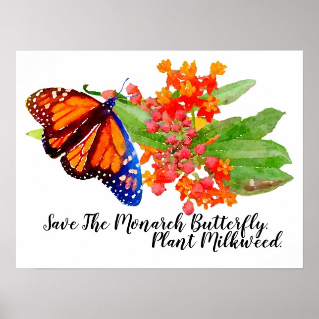 Poster Salve A Borboleta Monarca. Planta Milkweed. (Frente)