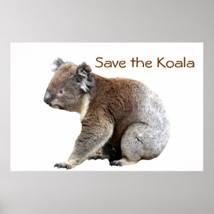Pôster Salve o Koala