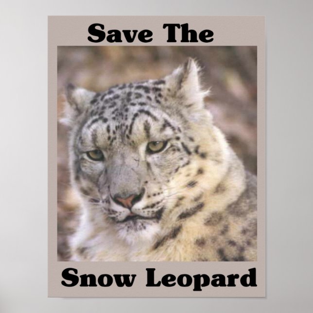 Pôster Salve o Leopardo da Neve (Frente)