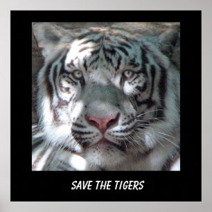 Pôster Salve o Tigre
