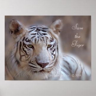 Poster Salve o Tigre Branco do Tigre