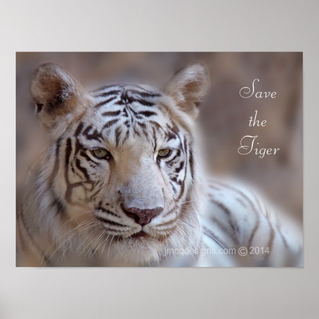 Poster Salve o Tigre Branco do Tigre (Frente)