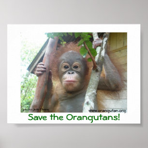Poster Salve os Orangutanos