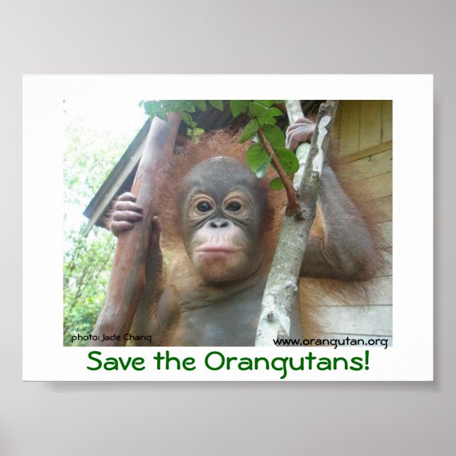Poster Salve os Orangutanos (Frente)